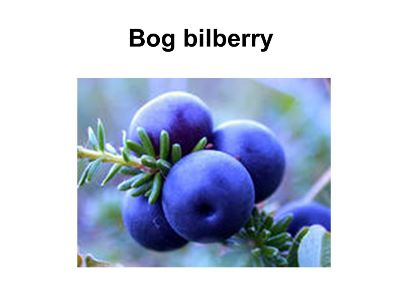 Bog bilberry